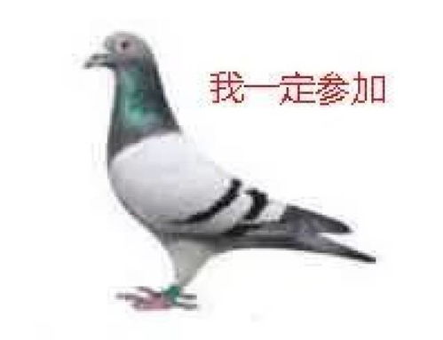 放鸽子表情包不见不散