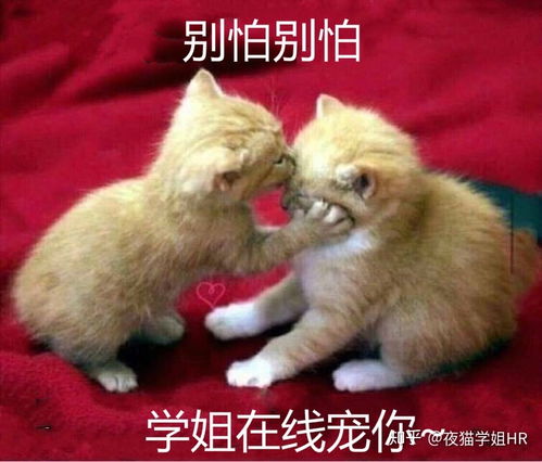 2021届校招网申入口及时更新分行业