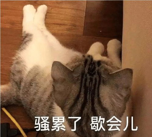 睡觉的表情包搞笑猫咪