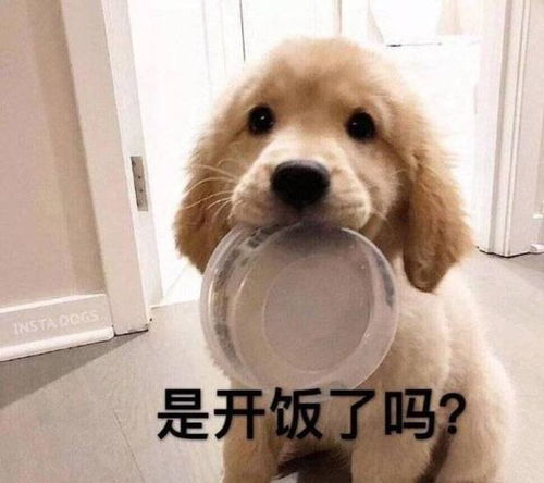 哦买噶表情包原版真人金毛