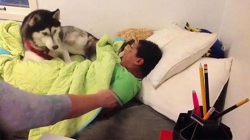 妈妈掀被子让娃起床,二哈看到后,竟马上冲了上去