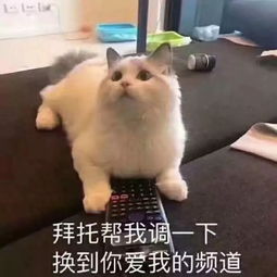 惊机电竟然有如此长腿