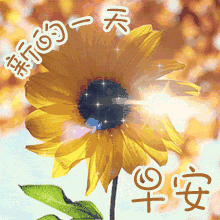 5月26日最新早上好动态图片大全周二早安问候语动态表情包