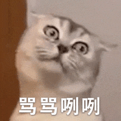 猫咪表情包动态过大年