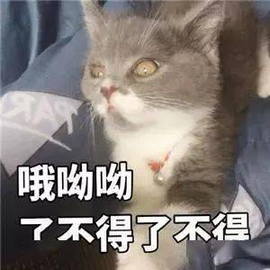 可爱的猫咪表情大全,请收藏备用