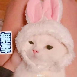 萌猫表情包