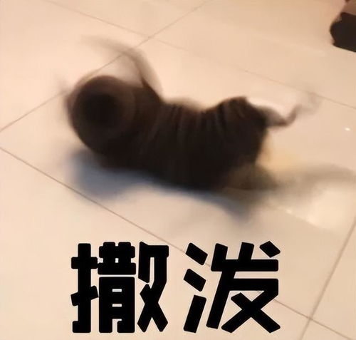 两只猫打架打到一半,突然抱着跳起了探戈网友这是在比武招亲