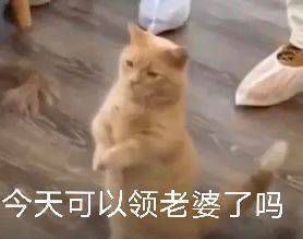沙雕表情包今晚我做你的枕边人