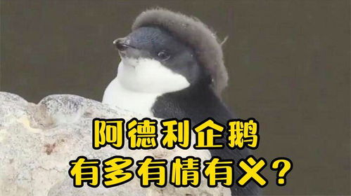 有情有义的阿德利企鹅,专门坑兄踹弟