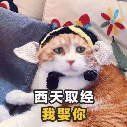 抖音猫咪版土味情话表情包大全猫咪土味情话表情包分享