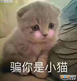 够骚了吗胖虎表情包图片骗你是小猫表情包图片下载乐游网游戏下载