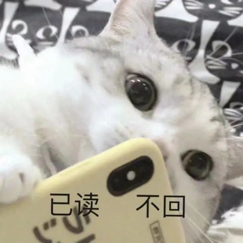 今日份沙雕表情包我要出去寻找爱