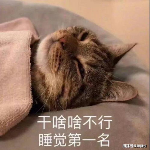 表情包图片
