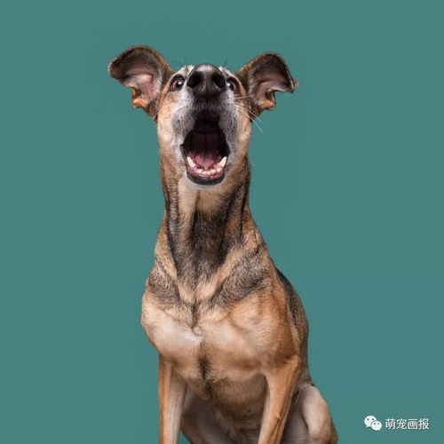 德国摄影师的摄影作品捕捉了狗狗们独特的表情