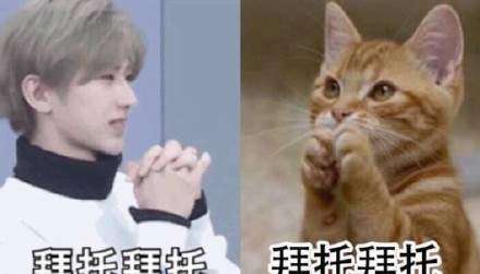蔡徐坤猫颜是什么梗蔡徐坤猫颜表情包无水印大全