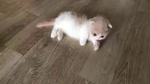 笑喷让猫咪闻榴莲瞬间变成表情包