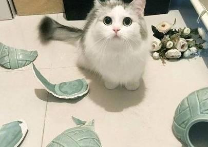 每当经历这6个瞬间,我就想放弃我的猫