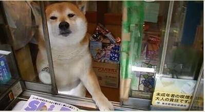 柴犬表情包北登去世谢谢你带给我们的欢乐