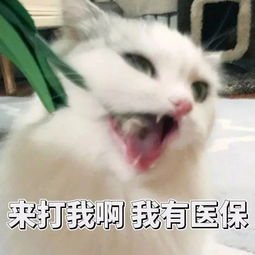 表情包丨给我介绍几个富婆吧,我不想努力了