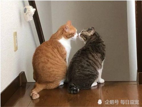 两只猫咪玩亲亲游戏,被主人打断,一脸不爽的样子太好笑