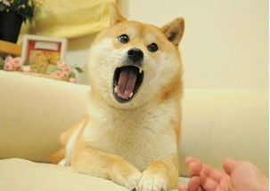 行走的表情包柴犬,这5点告诉你,为啥饲养柴犬那么少