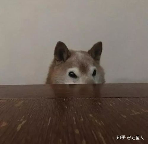 全天下最愤怒的汪高龄柴柴居然因为一张表情包走红了
