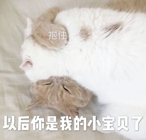 简笔画情头猫猫表情包