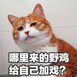 pdd还是你的pdd,他回来了