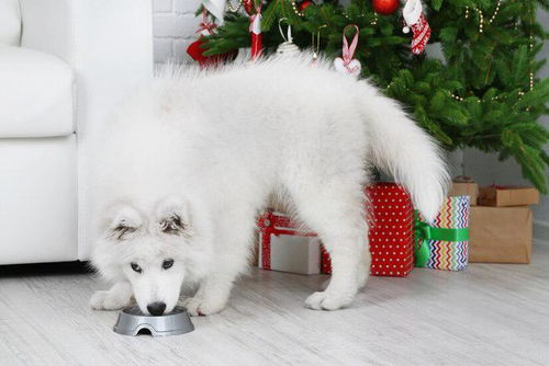 两个月大的萨摩耶幼犬吃什么狗粮好萨摩耶幼犬排行榜