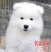 标题出售好品相精品澳版微笑天使萨摩耶包纯种包健康