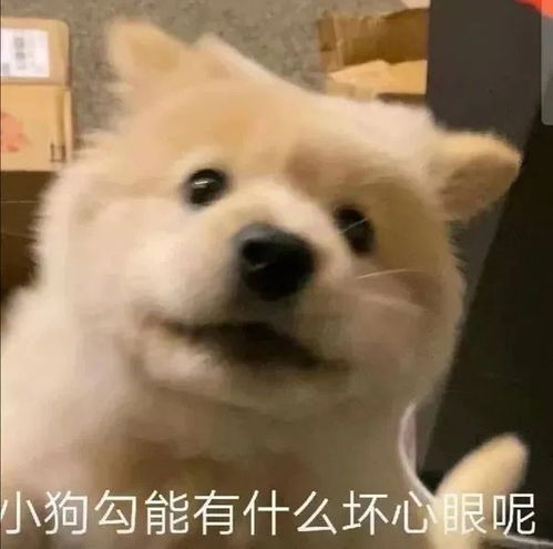 表情包动图站