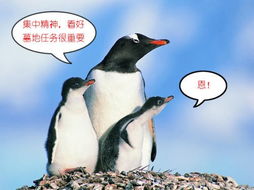 奥山战场节日,企鹅成为战场解说