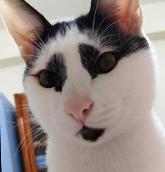 网友领养了一只可怜的小奶牛猫,越长越潦草,帅锅你眼影谁画的
