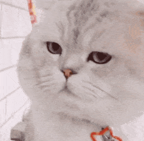 猫咪表情包动态生日派对