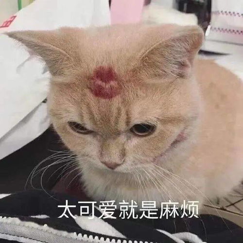 真哭了表情包表情包