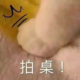 猫咪表情包合集早上好,算了,我爱你