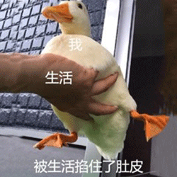 为所欲为表情包原版鸭鸭