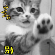 猫咪动态表情包大全2018
