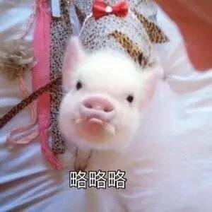 迷你猪表情包