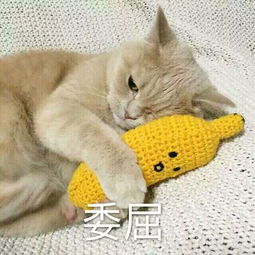 超可爱猫咪撒娇表情包撒个娇萌死你
