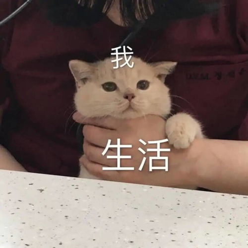 比个小心心表情包看我的