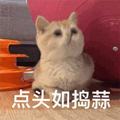 狗狗髌骨脱位应该怎么办