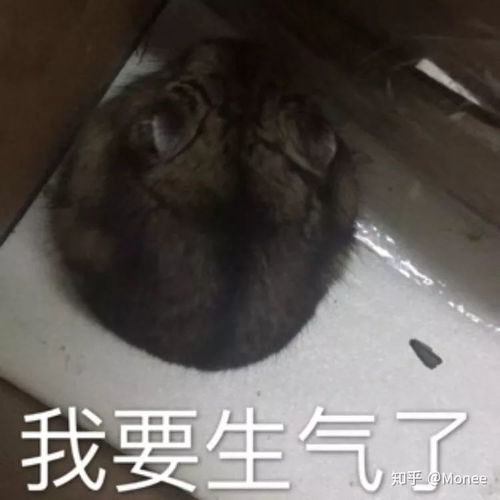 2020快收下这些鼠年表情包