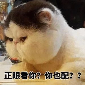 超可爱猫咪表情包别过来,我怕猪,喵