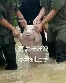 趣小猪沙雕表情包联盟