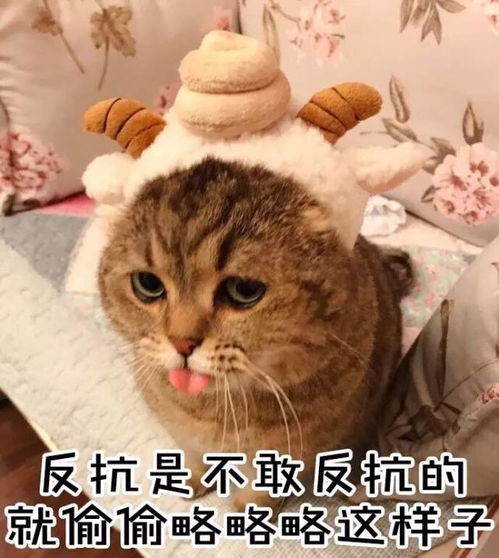 这些很火很萌的表情包,你还没有吧