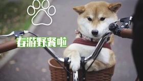 一只柴犬的冬日生活盖被子睡大觉