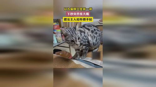 以为猫咪只是舔一舔下秒突然张大嘴