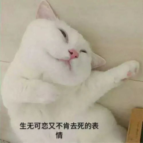 呐你们要的表情包