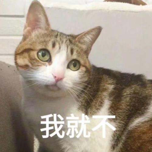 哇,可爱猫咪表情包来了,喜欢猫咪的快来收图,萌得我一塌糊涂